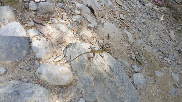 BukitLawang Jungle06 Lezard