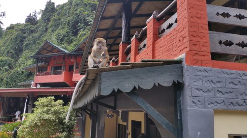 BukitLawang Macaque01