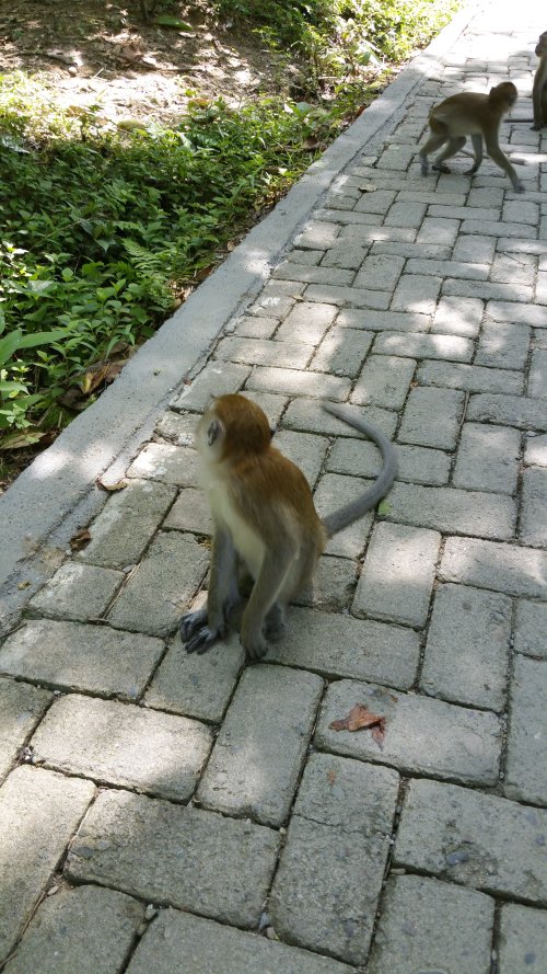 BukitLawang Ville05 Macaque
