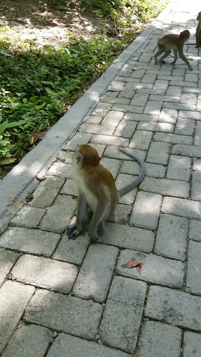 BukitLawang Ville05 Macaque