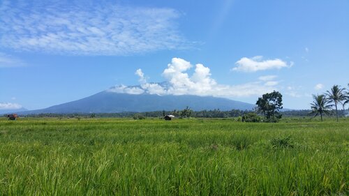 BukitTingi Paysage rizière