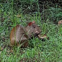 au Zoo de Cayenne - Zoo plutôt ouvert, un agouti s'y promène aussi