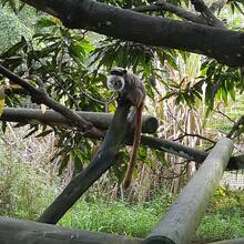 au Zoo de Cayenne - le tamarin à moustaches