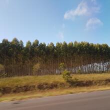 Culture d'Eucalyptus, direction Macapa - Santana