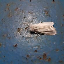 Papillon de nuit