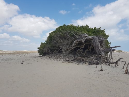 Jericoacoara