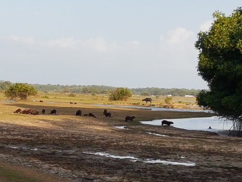 Ilha do Marajo