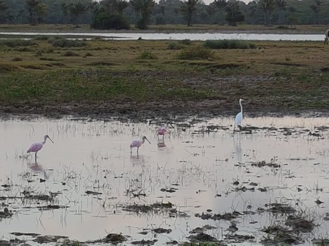 Ilha do Marajo