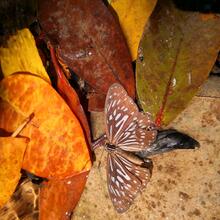 Alor Kecil, Papillon