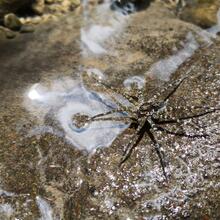 Alor Kecil, araignée d'eau