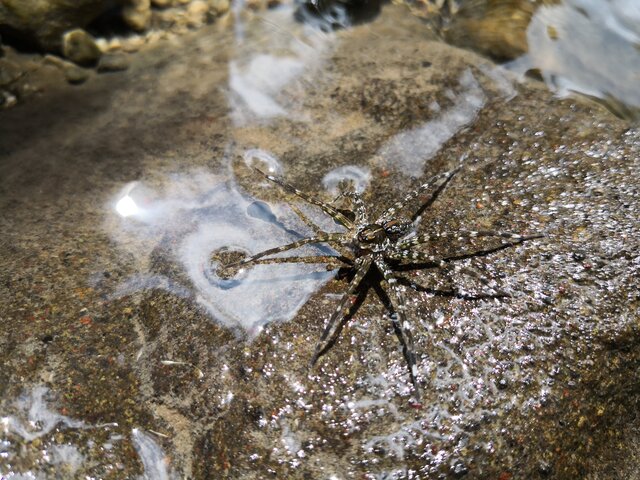 Alor Kecil, araignée d'eau