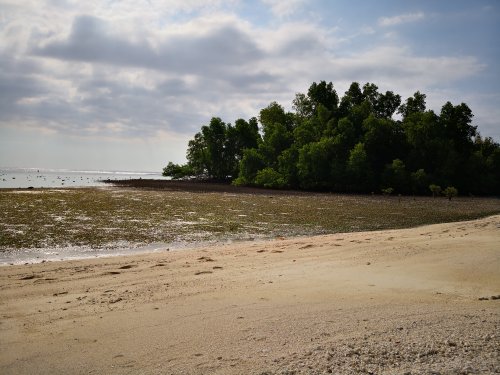 Alor, Mangrove Beach