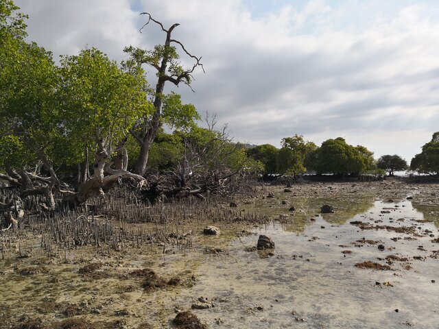 Alor, Mangrove Beach