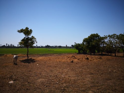 Sumba, rizières de Waingapu