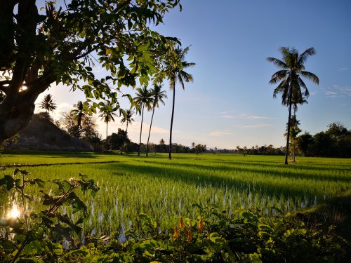 Sumba, rizières de Waingapu