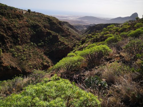 Depuis Aguimes dans le Barranco de Las Vacas