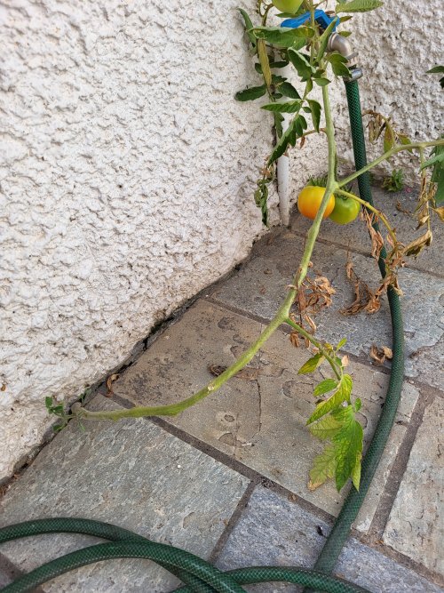 Notre pied de tomate de mur