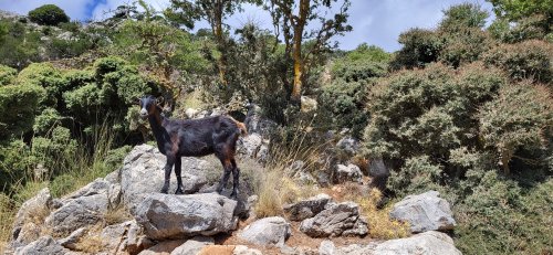 Sur la route vers le plateau du Katharo