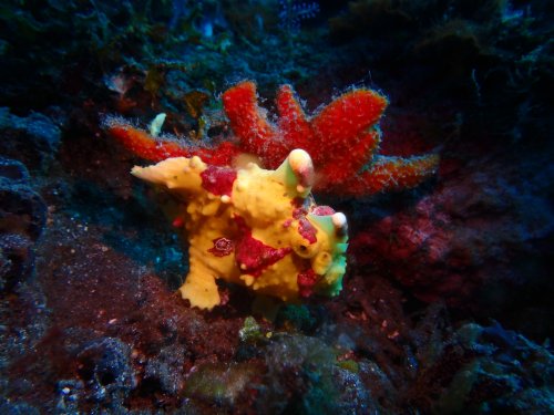 Warty Frogfish