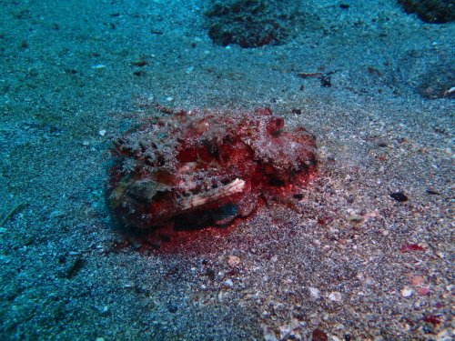 Devil Scorpion Fish