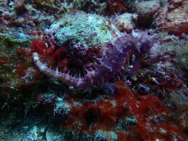 Thorny SeaHorse