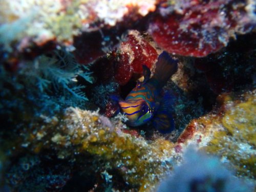 Mandarin Fish