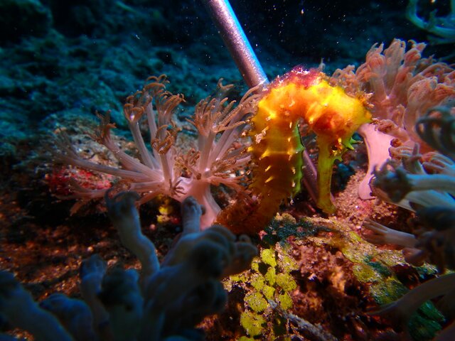 Thorny Sea Horse