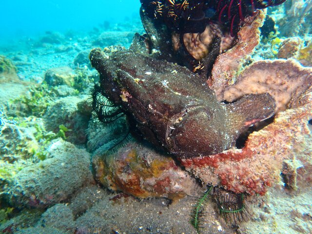 Giant Frog Fish