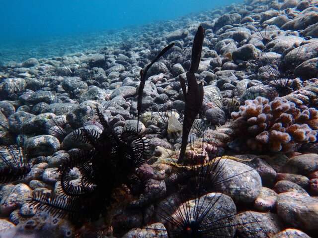 Robust Pipefish