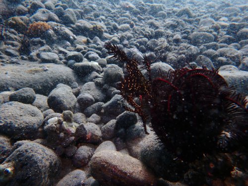 Ghost Pipefish