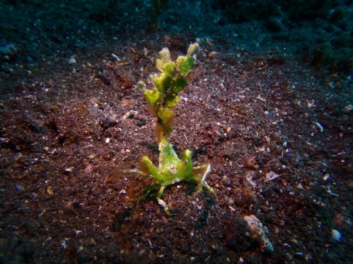 Halimeda crab