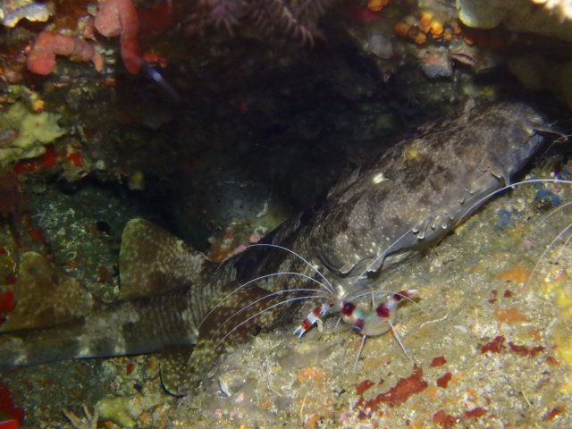 Ornate Wobbegong